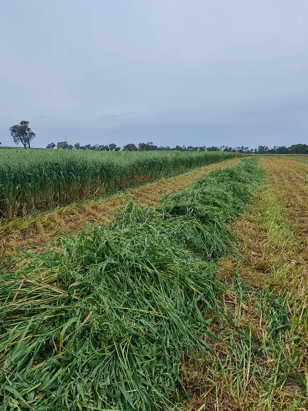 Fourth view of Homely rural property listing, Lot 2 Horsham-Noradjuha Road, Lower Norton VIC 3401