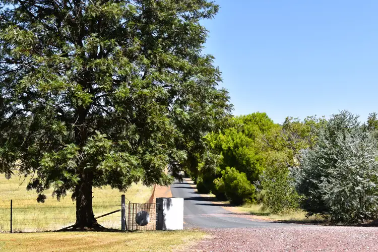 Sixth view of Homely rural property listing, 679 Adelargo Road, Grenfell NSW 2810