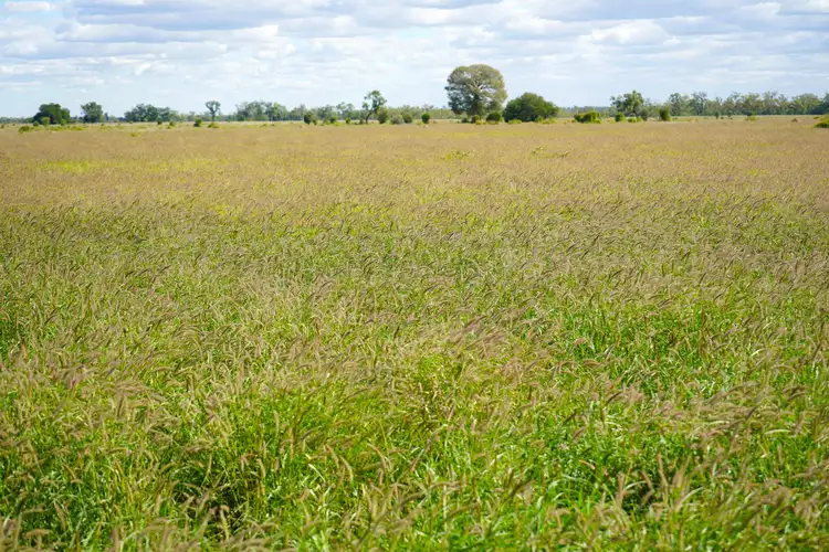 Marionvale, Surat Yuleba Road, Surat QLD 4417