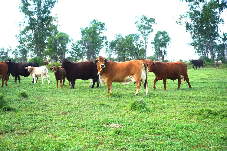 Second view of Homely rural property listing, Marionvale, Surat Yuleba Road, Surat QLD 4417