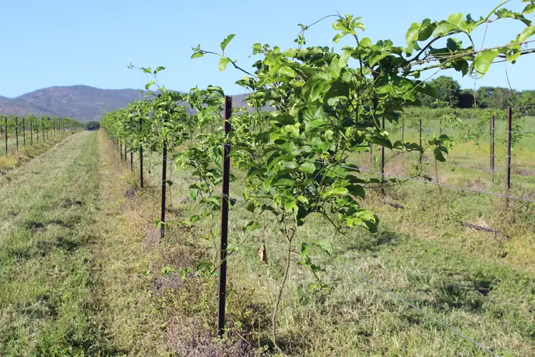 Fifth view of Homely rural property listing, "Del Rio" 61 Sandy Creek Road, Dimbulah QLD 4872