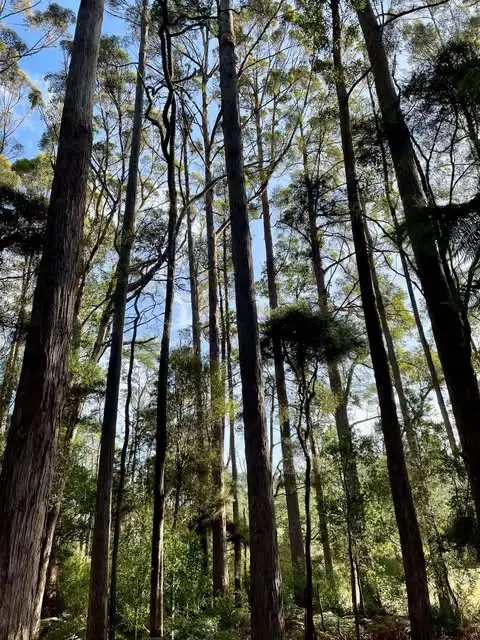 Second view of Homely land listing, - Pages Road, Calder TAS 7325