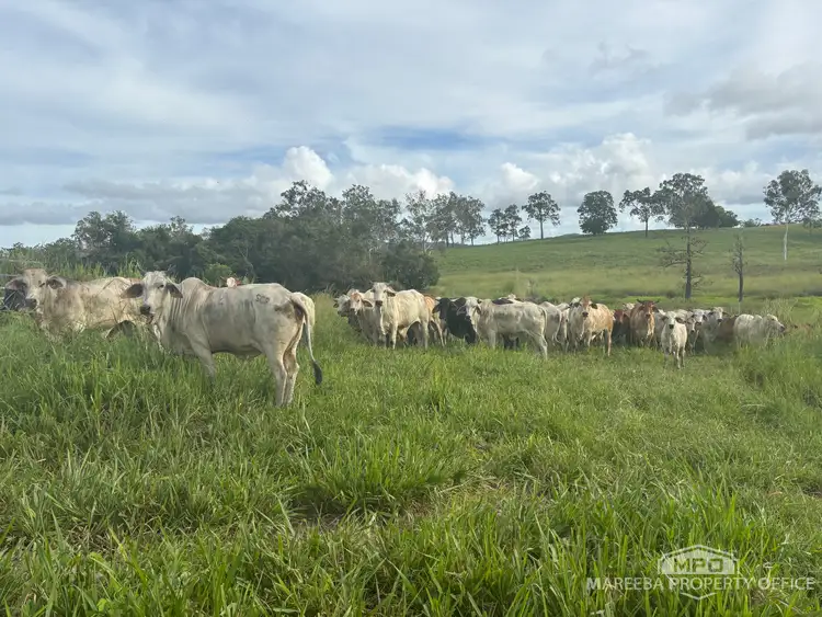 Second view of Homely rural property listing, 1107 Euluma Creek Road, Julatten QLD 4871