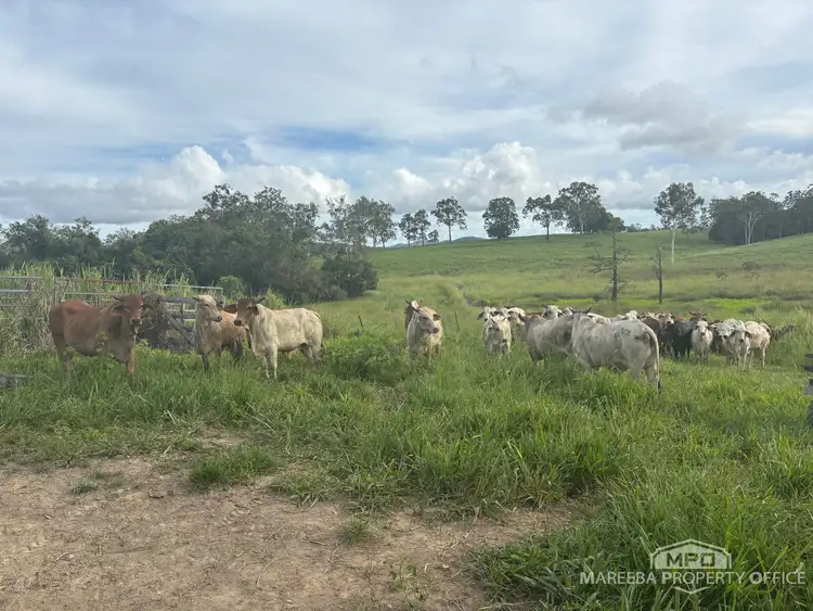 Fifth view of Homely rural property listing, 1107 Euluma Creek Road, Julatten QLD 4871