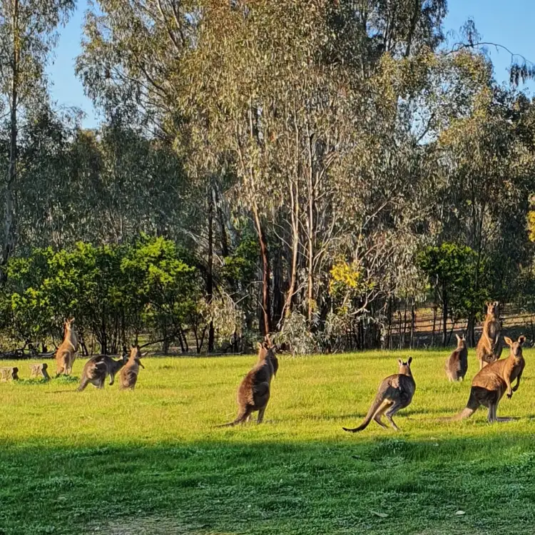 647 Sloans Road, Violet Town VIC 3669