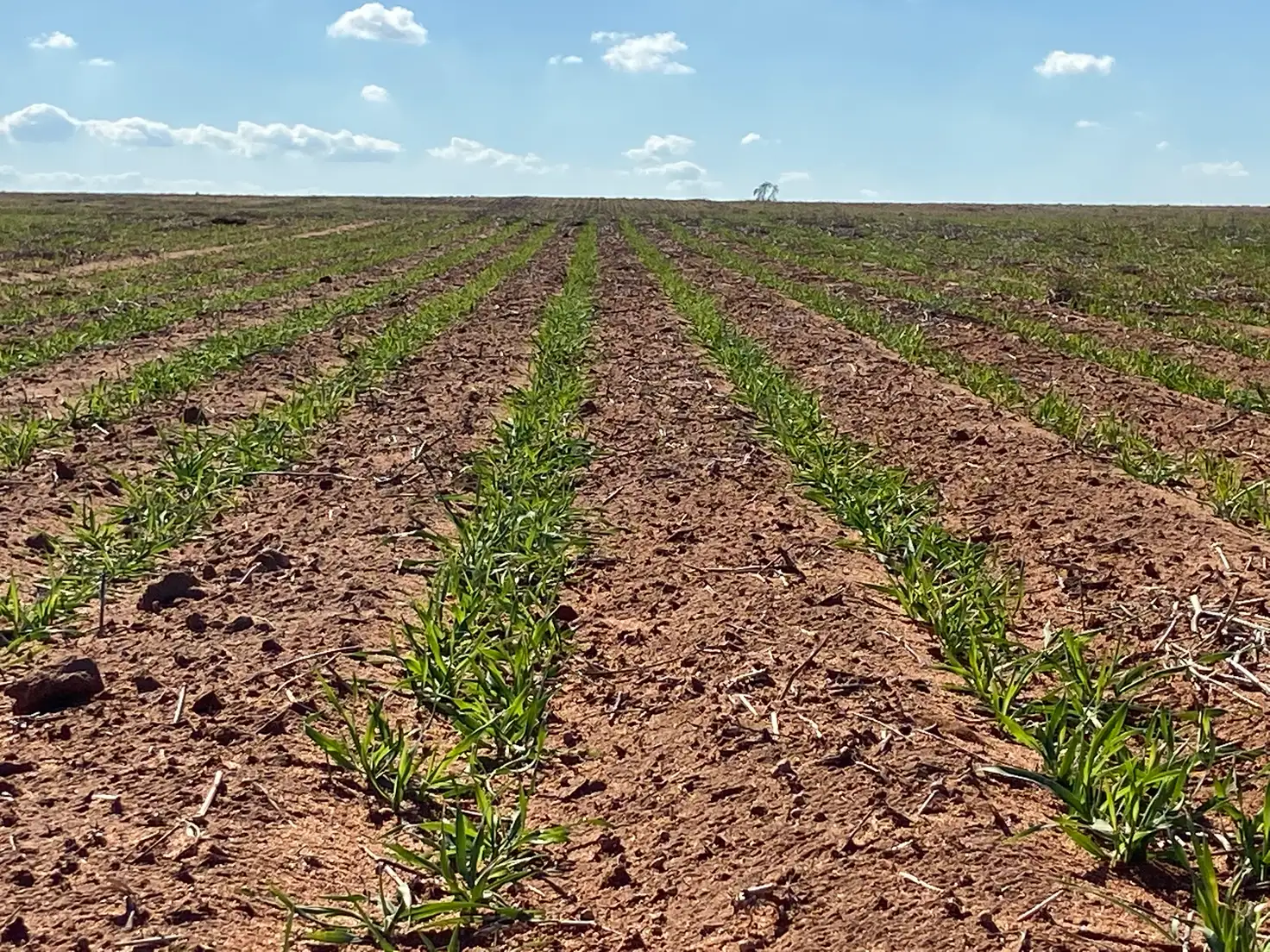 Main view of Homely rural property listing, 23060 Sturt Highway, Yamba SA 5340