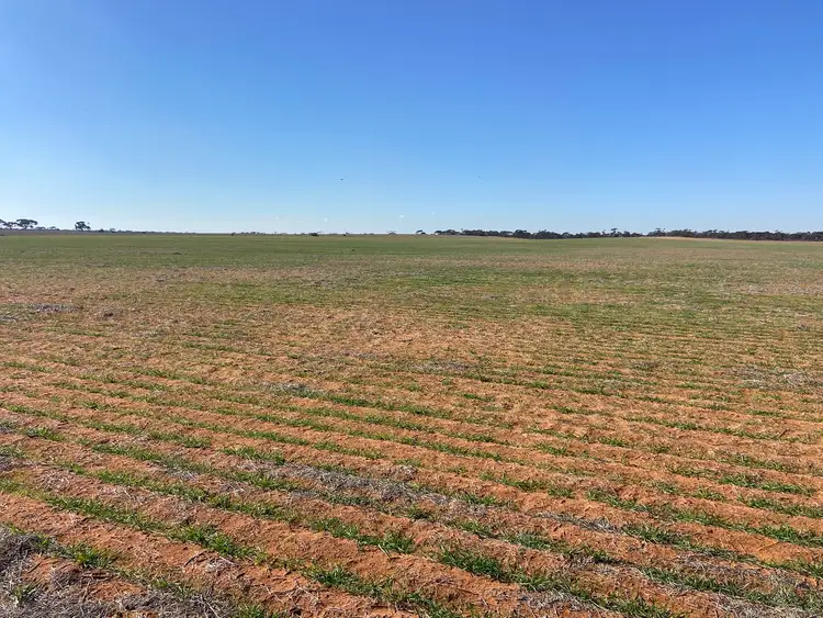 Fourth view of Homely rural property listing, 23060 Sturt Highway, Yamba SA 5340