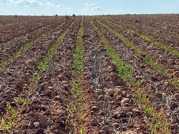 Fifth view of Homely rural property listing, 23060 Sturt Highway, Yamba SA 5340