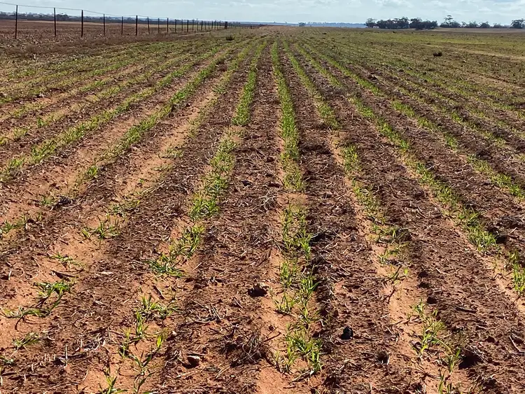 Sixth view of Homely rural property listing, 23060 Sturt Highway, Yamba SA 5340