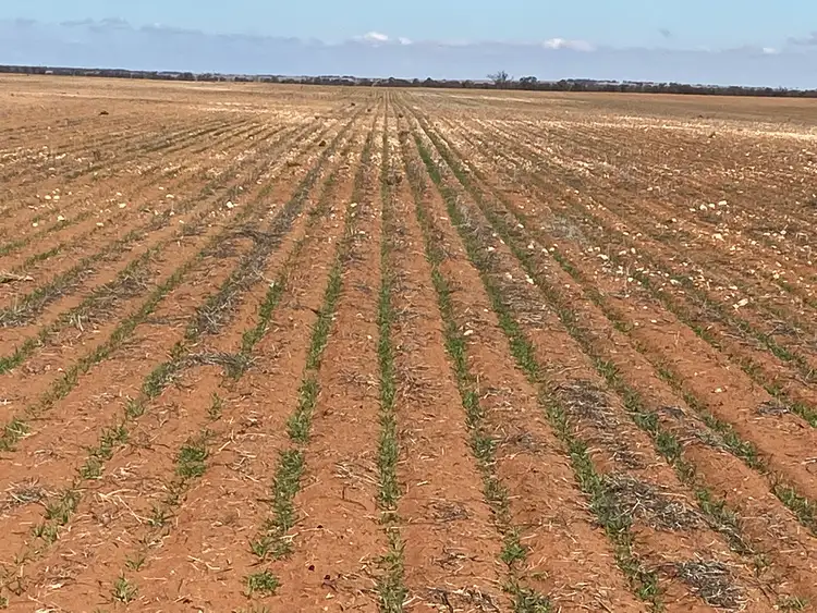 Seventh view of Homely rural property listing, 23060 Sturt Highway, Yamba SA 5340