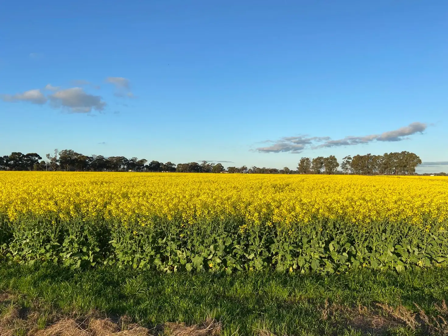 Main view of Homely land listing, 2015 McEwen Road, Kyabram South VIC 3620