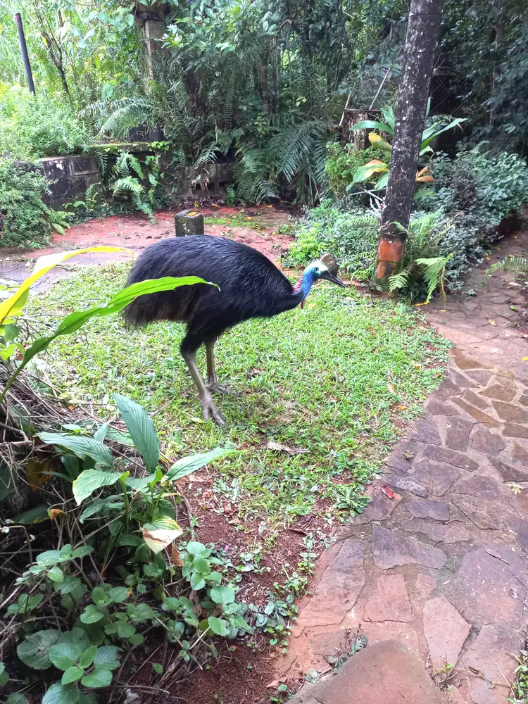 Sixth view of Homely rural property listing, 516 Brooks Road, Mungalli QLD 4886