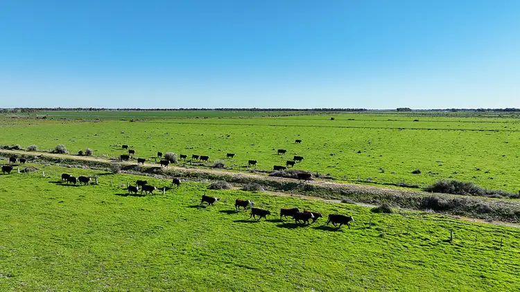 Fifth view of Homely rural property listing, CA36, 40B & 41B Pyramid-Cohuna Road, Cohuna VIC 3568