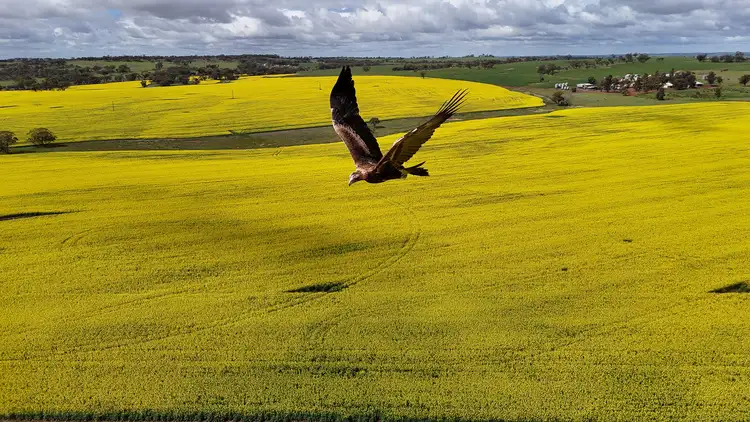Kallaroo, 861 Old Geraldton Road, Berkshire Valley WA 6510