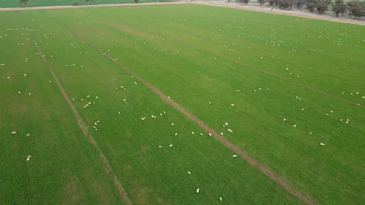 Seventh view of Homely rural property listing, 3671 Lachlan Valley Way, Jemalong NSW 2871