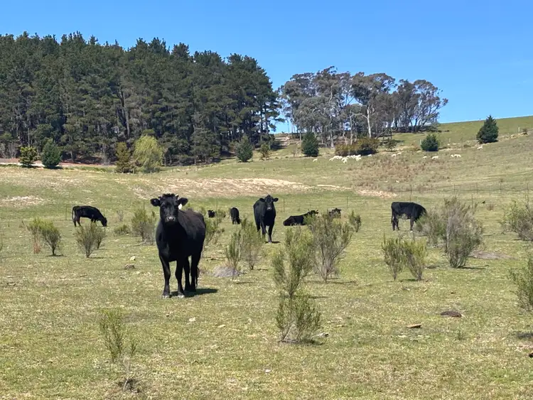 320 Camerons Road, Running Stream NSW 2850
