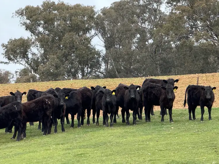 Main view of Homely rural property listing, Lot 13 Rosewood Hills Road, Tumbarumba NSW 2653