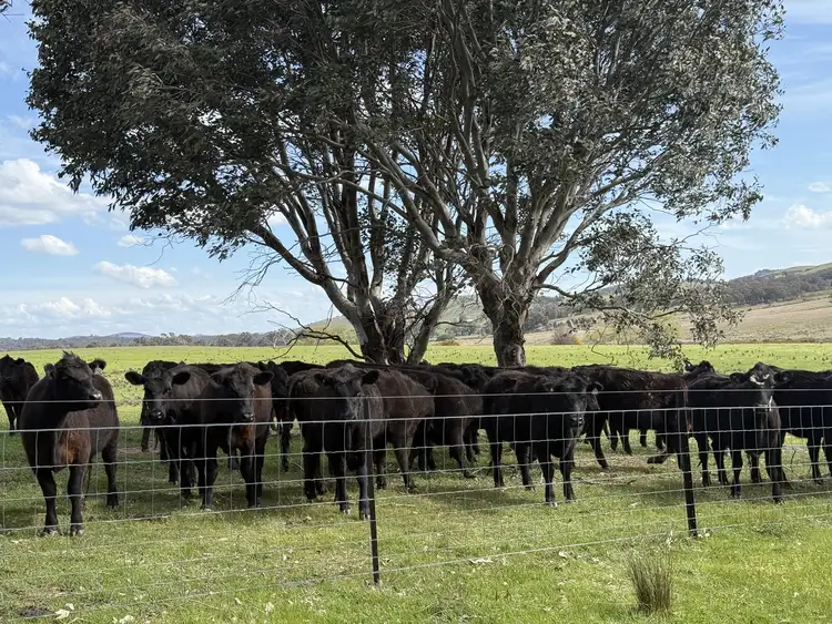 Seventh view of Homely rural property listing, 569 & 640 Blakney Creek North Road, Blakney Creek NSW 2581