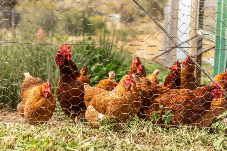 Third view of Homely rural property listing, 109 Meadows Lane, Heathcote VIC 3523