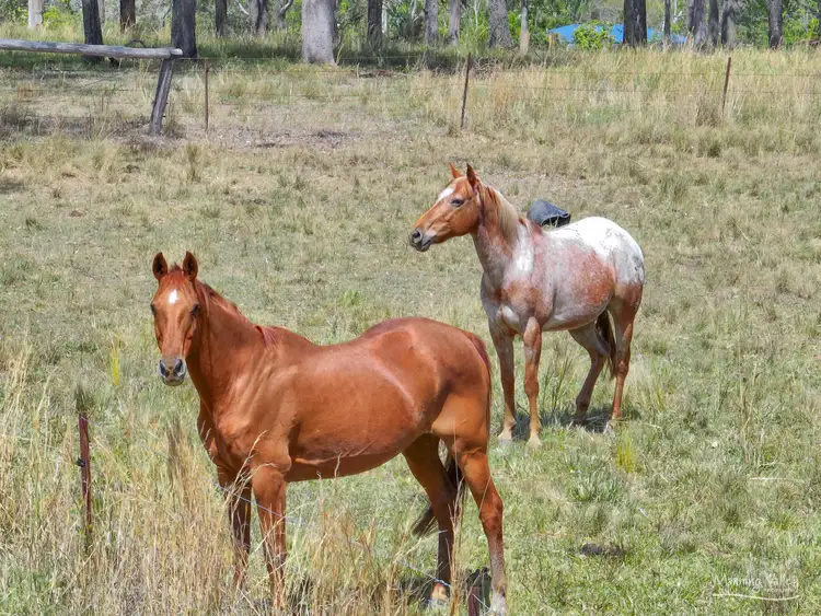 Fifth view of Homely rural property listing, 49 Loggers Way, Cedar Party NSW 2429