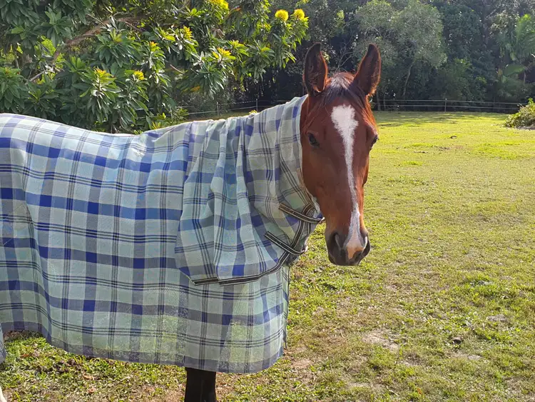 Third view of Homely rural property listing, 10 Wust Road, Cooroy QLD 4563