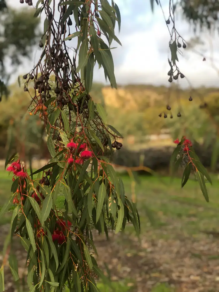 Sixth view of Homely land listing, LOT 25 Mount Street, York WA 6302