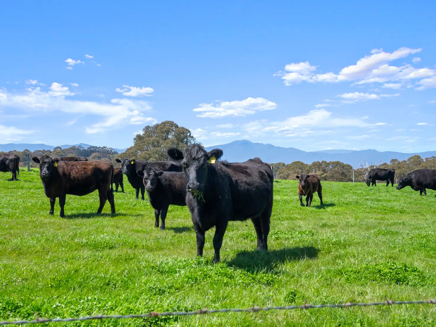 Main view of Homely rural property listing, Lot 2/630 Glenroy Road, Merrijig VIC 3723