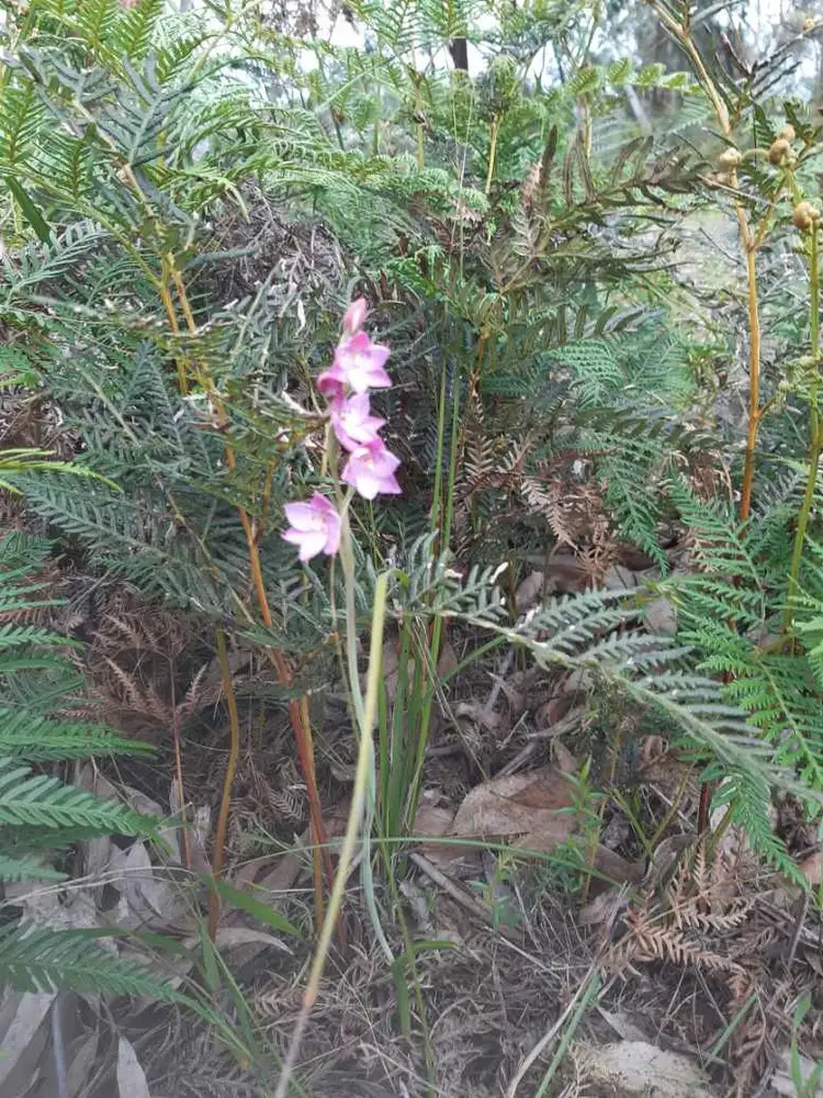 Second view of Homely land listing, Address available on request