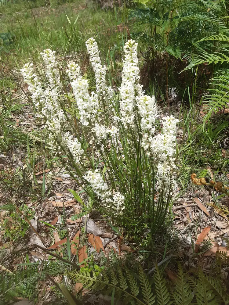 Third view of Homely land listing, Address available on request