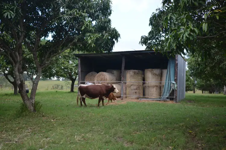 Second view of Homely rural property listing, 655 Reynolds Road, Backmede NSW 2470
