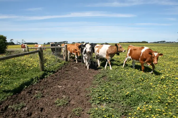 Sixth view of Homely land listing, LOT 13 Koroit - Woolsthorpe Road, Koroit VIC 3282