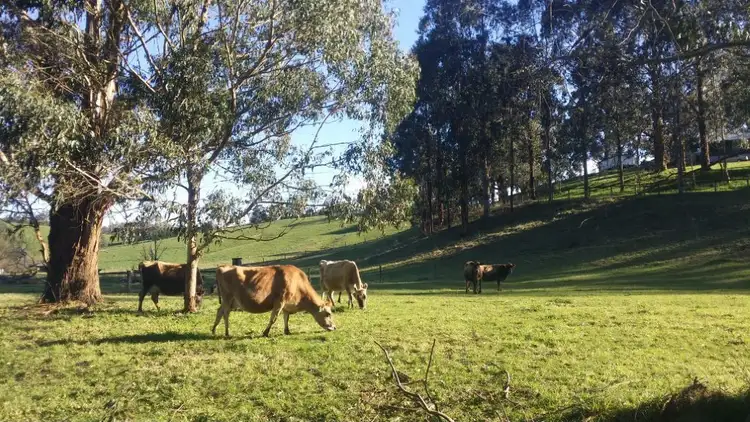 Fifth view of Homely rural property listing, 412 Neerim East Road, Neerim South VIC 3831