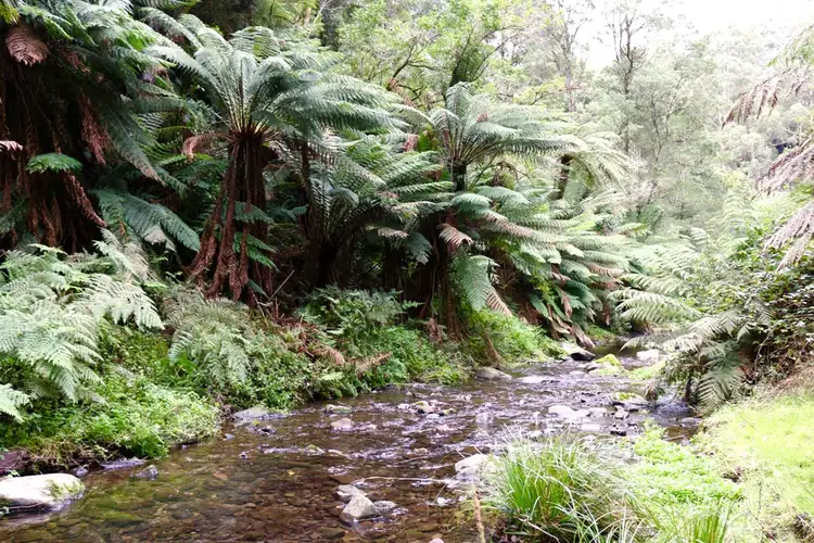 Sixth view of Homely rural property listing, 571 WILD DOG ROAD, Apollo Bay VIC 3233