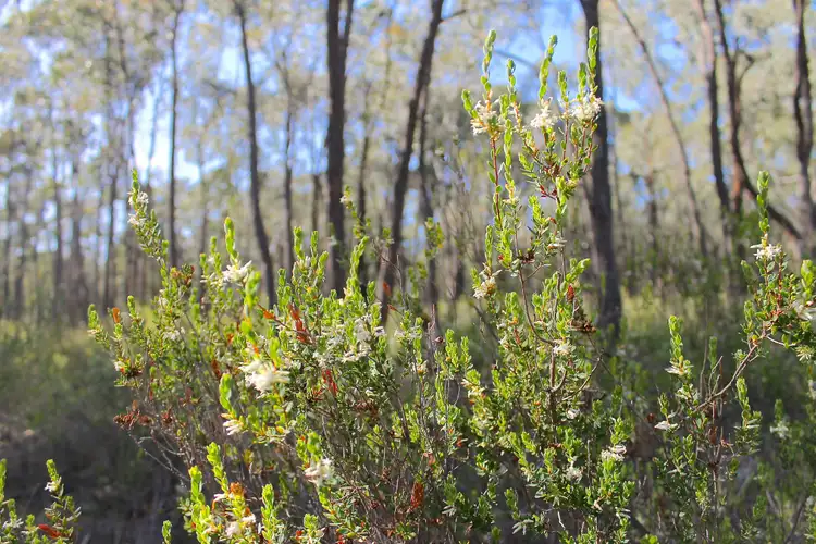 Second view of Homely land listing, LOT 1 Curtis Road, Axe Creek VIC 3551