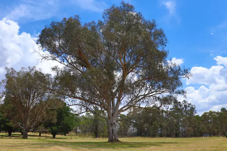 Seventh view of Homely land listing, LOT 12/8 Morgan Drive, Yea VIC 3717