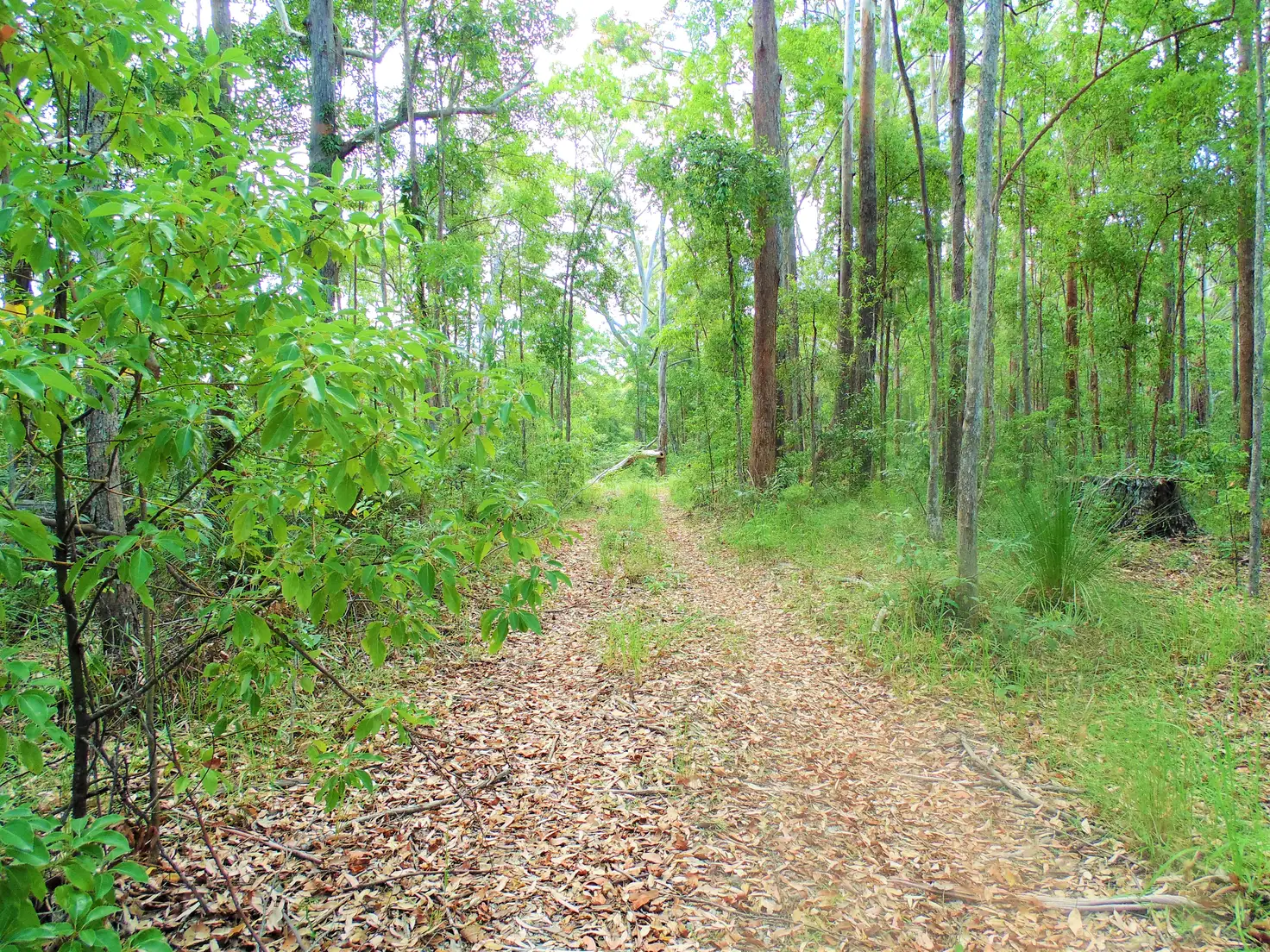 Main view of Homely land listing, 187 Burtons Road, Bridges QLD 4561