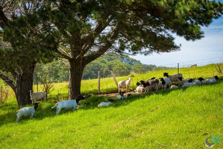 Fourth view of Homely rural property listing, 8217 Princes Highway, Central Tilba NSW 2546