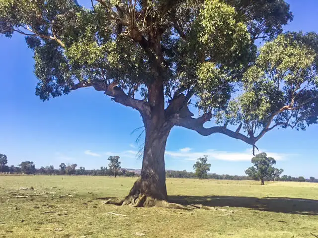 Main view of Homely rural property listing, Tabilk-Monea Road, Avenel VIC 3664