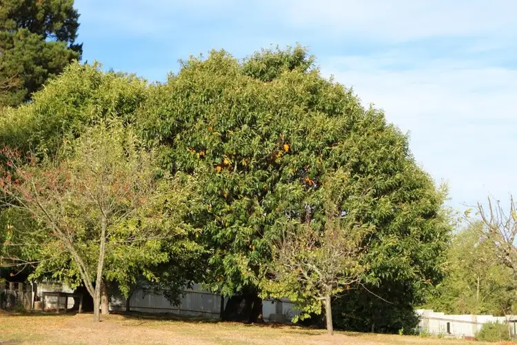 Fifth view of Homely land listing, 5 Walkers Road, Lyonville VIC 3461