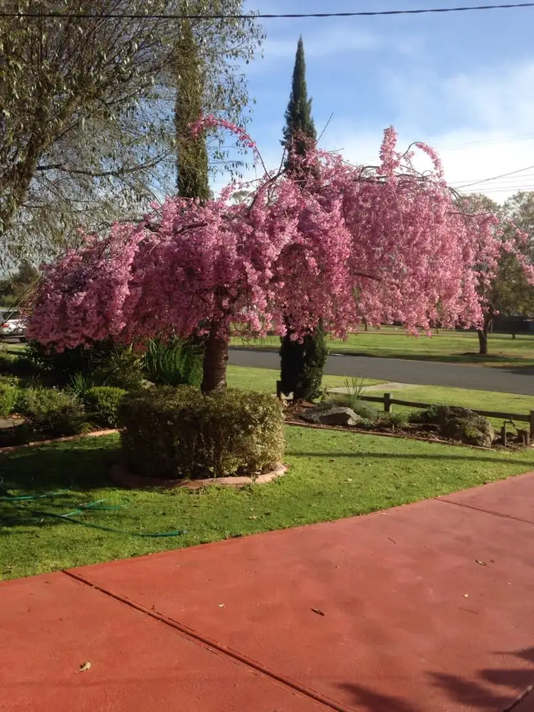 Second view of Homely house listing, 8 Oliver Street, Yea VIC 3717