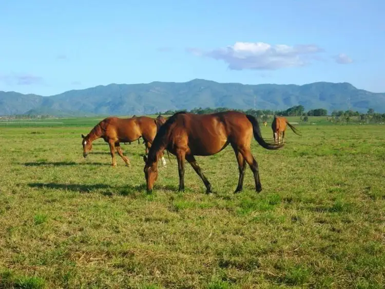 123 Tinaroo Creek Road, Mareeba QLD 4880
