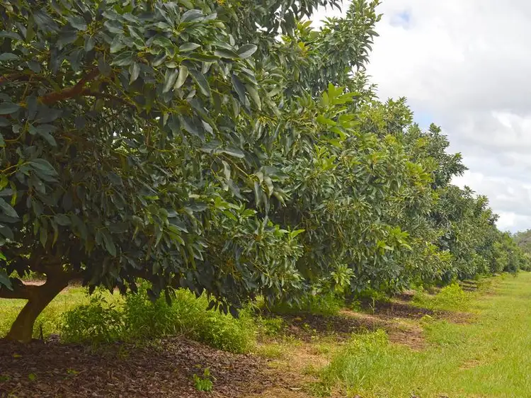 Second view of Homely rural property listing, 420 Chewko Road, Mareeba QLD 4880