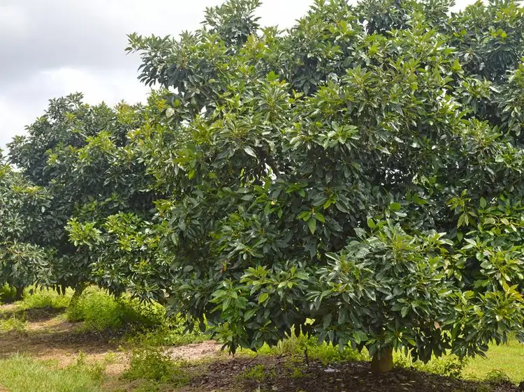 Fifth view of Homely rural property listing, 420 Chewko Road, Mareeba QLD 4880