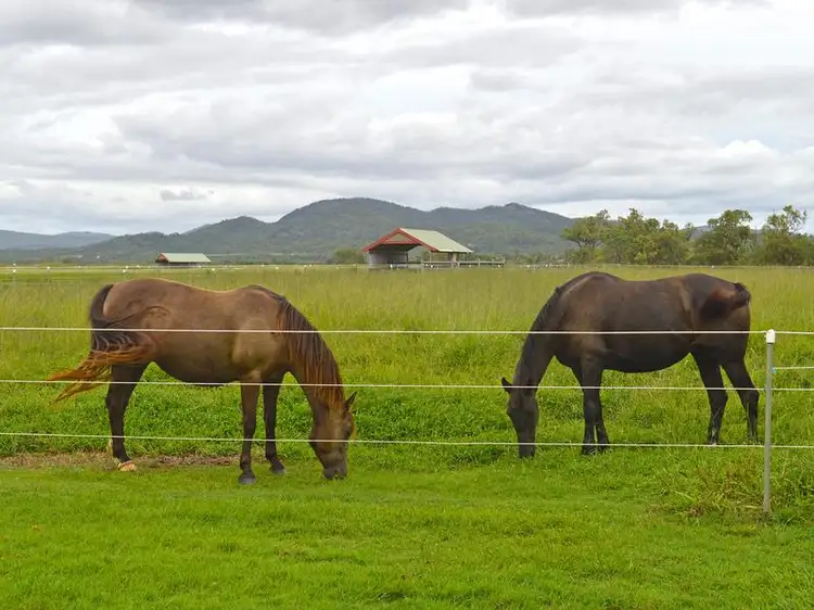 Second view of Homely rural property listing, 4173 Mareeba-Dimbulah Road, Mutchilba QLD 4872