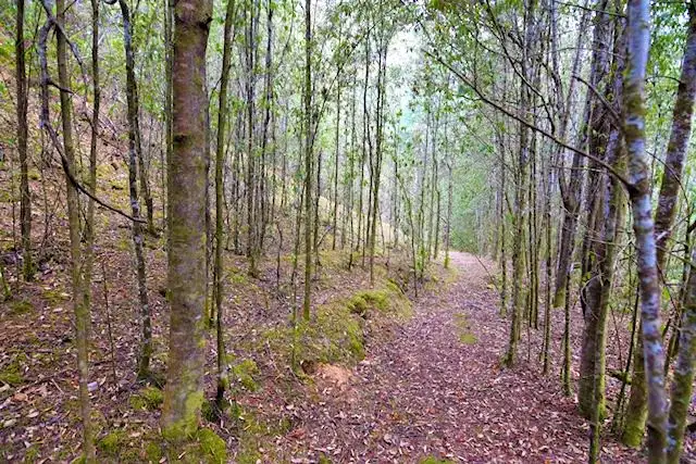 Fourth view of Homely house listing, 107 Bassetts Road, Calder TAS 7325