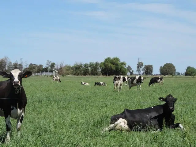 Fourth view of Homely rural property listing, 379 Kervins Road, Cohuna VIC 3568