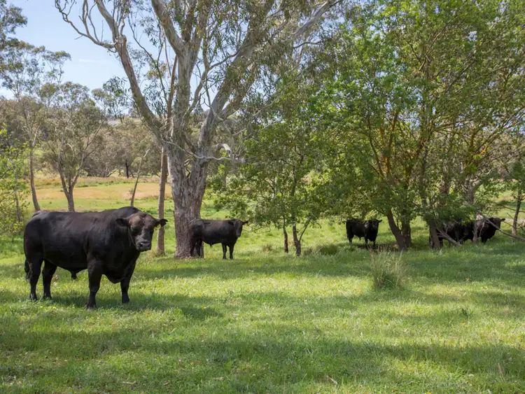 Second view of Homely rural property listing, 405 Oak Valley Road, Avenel VIC 3664