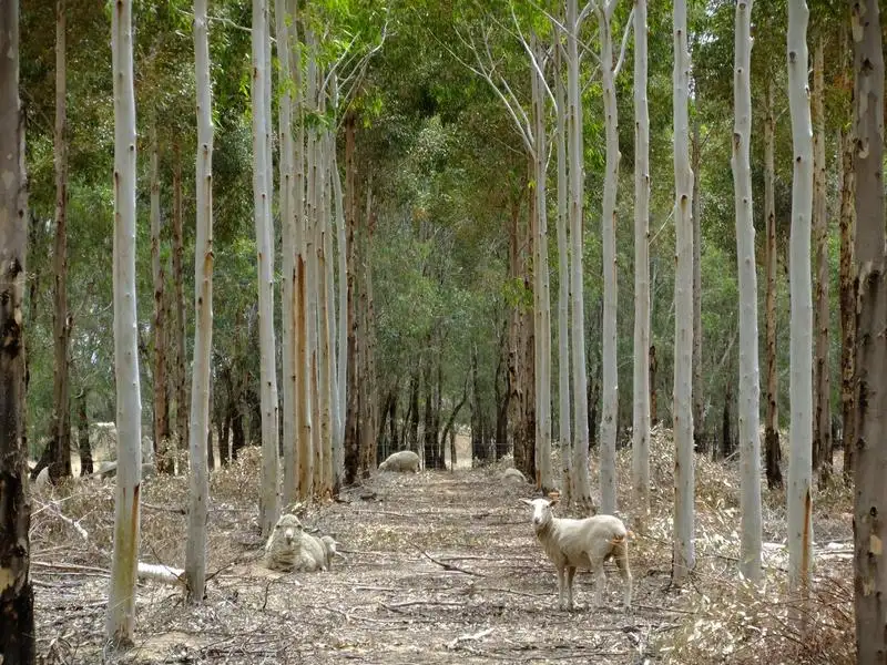 Main view of Homely rural property listing, 469 Bunganail Road, Nagambie VIC 3608