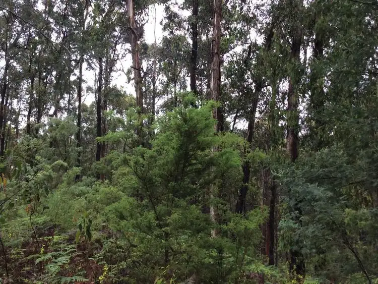 Sixth view of Homely rural property listing, 50 Bushy Park Estate Road, Kinglake VIC 3763