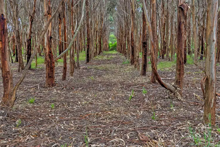Third view of Homely rural property listing, Lot 1 Bridgewater Road, Cape Bridgewater VIC 3305